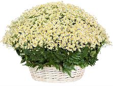 Цветочная композиция из Ромашки в корзине #REPLACE_PRED# Залесный Казань